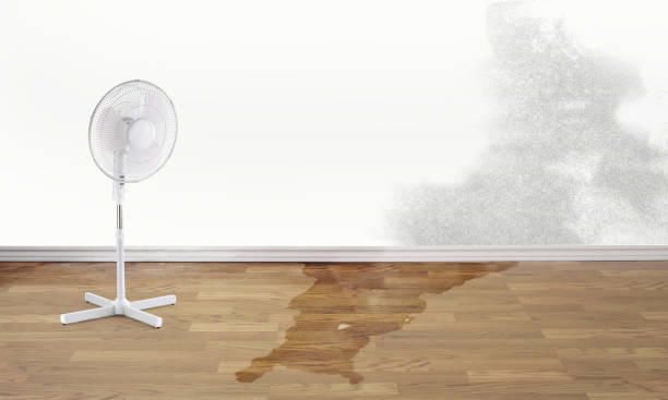 Best Ceiling water damage repair  in Plantation, FL
