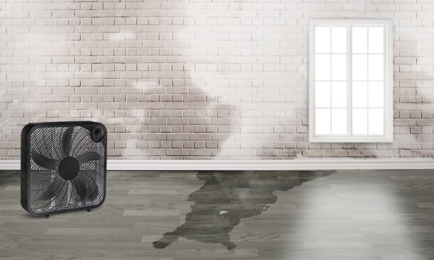 Best Carpet water damage restoration  in Plantation, FL